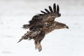 Seeadler