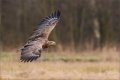 Seeadler