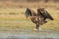 Seeadler