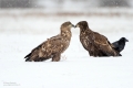 Seeadler