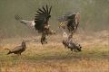 Seeadler