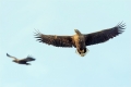 Seeadler
