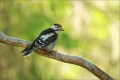 Buntspecht
