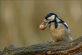 Buntspecht