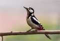 Buntspecht