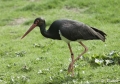Schwarzer Storch
