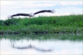 Storch