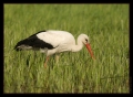 Storch