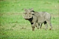 Warzenschwein