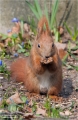 Eichhörnchen