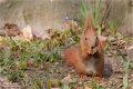 Eichhörnchen