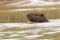 Wasserschwein