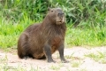 Wasserschwein