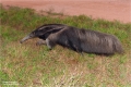 Ameisenbär