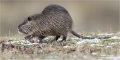 Nutria