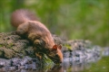Eichhörnchen