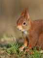 Eichhörnchen
