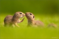 Ziesel