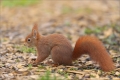 Eichhörnchen