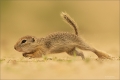 Ziesel