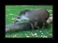 FLachlandtapir