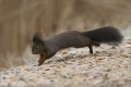 Eichhörnchen