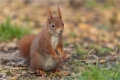 Eichhörnchen