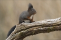 Eichhörnchen