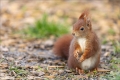 Eichhörnchen