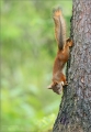 Eichhörnchen