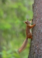 Eichhörnchen