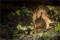 Eichhörnchen