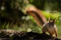 Eichhörnchen
