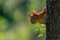 Eichhörnchen