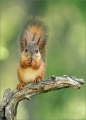 Eichhörnchen