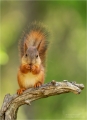 Eichhörnchen