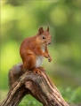 Eichhörnchen