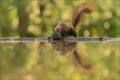 Eichhörnchen