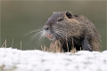 Nutria