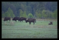 Wisent