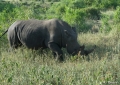 Nashorn