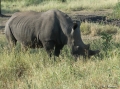 Nashorn