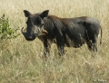 Warzenschwein