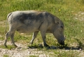 Warzenschwein