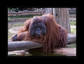 Orangutan