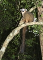 Kronen Maki, Ankarana, Madagaskar Kronen Maki, Ankarana, Madagaskar