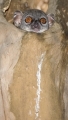 Wiesel Maki in Ankarana Madagaskar