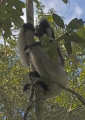 Indri Indri in Madagaskar