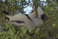 Indri Indri in Madagaskar