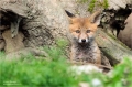 Fuchs